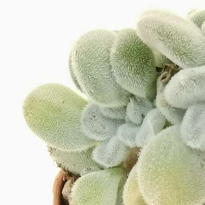Echeveria pulvinata 'Frosty' f. crestata - Giromagi