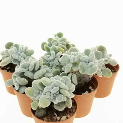 Echeveria pulvinata 'Frosty' f. crestata - Giromagi