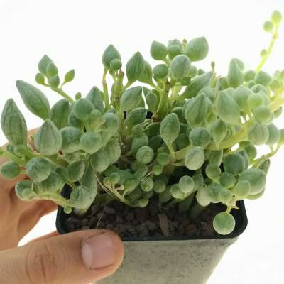 Senecio citriformis