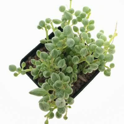 Senecio citriformis - Giromagi