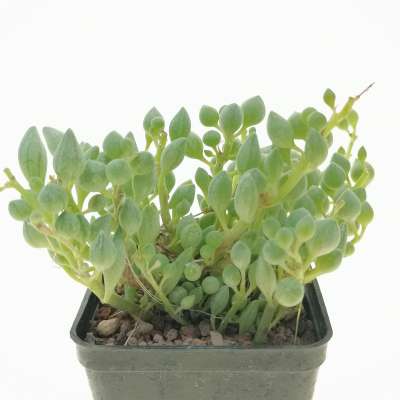 Senecio citriformis - Giromagi