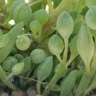 Senecio citriformis - Giromagi