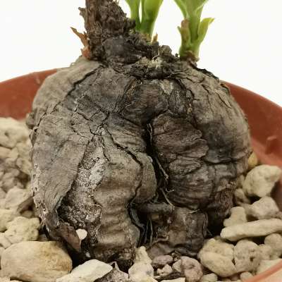 Monadenium discoideum (Zambia) - Giromagi