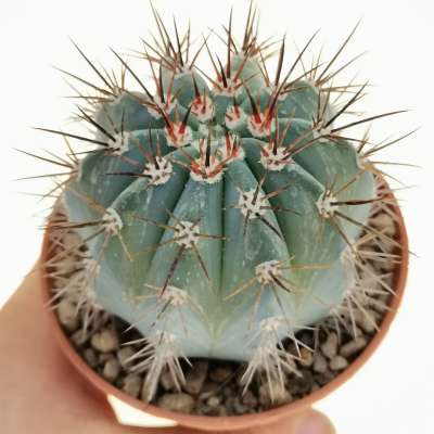 Melocactus azureus