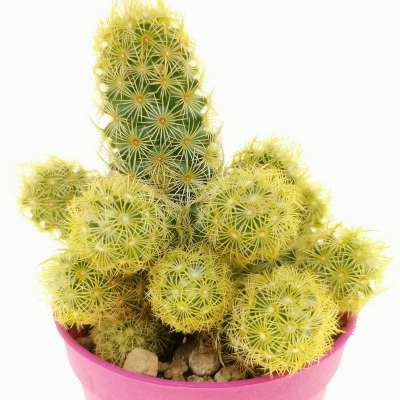 Mammillaria elongata - Giromagi