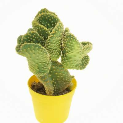 Opuntia microdasys cv. contorta - Giromagi
