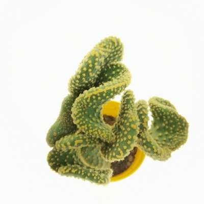 Opuntia microdasys cv. contorta - Giromagi