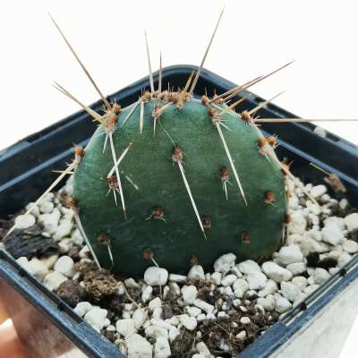 Opuntia polyacantha 'rosenheim'