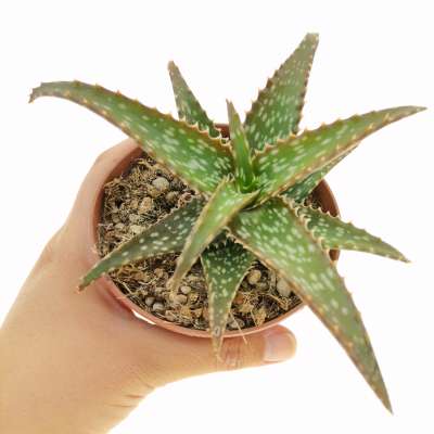 Aloe dorotheae
