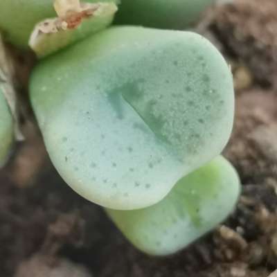 Conophytum jucundum subs. Fragile Stinkfonteinberg - Giromagi