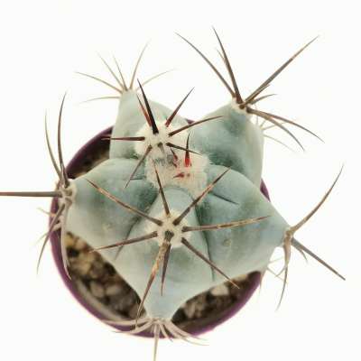 Echinocactus ingens - Giromagi