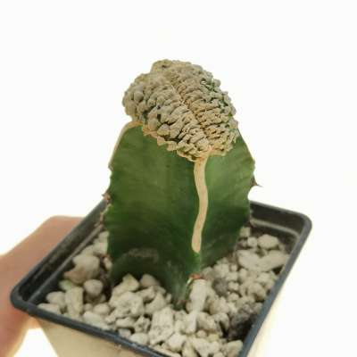 Euphorbia piscidermis f. crestata