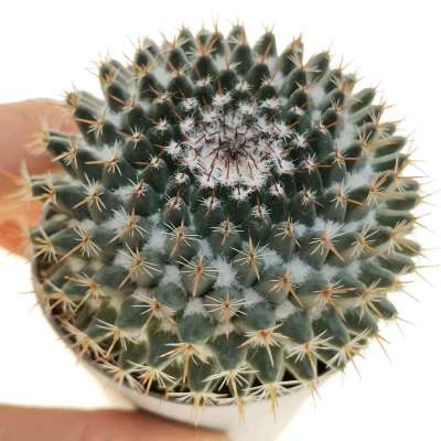 Mammillaria sempervivi