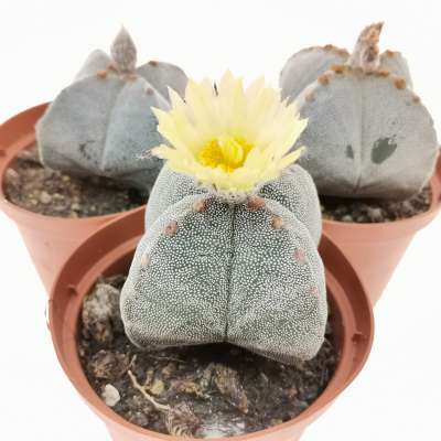 Astrophytum myriostigma var. quadricostatum - Giromagi