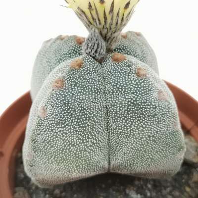 Astrophytum myriostigma var. quadricostatum - Giromagi