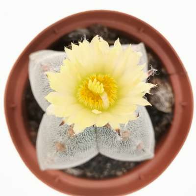 Astrophytum myriostigma var. quadricostatum - Giromagi