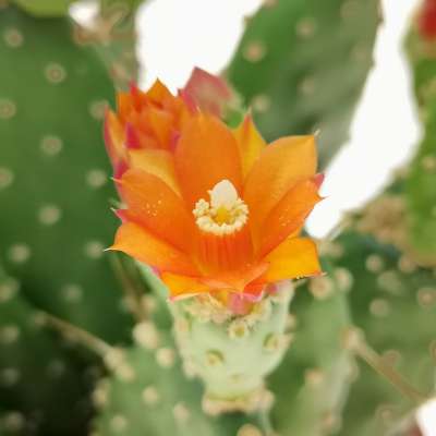 Opuntia quitensis