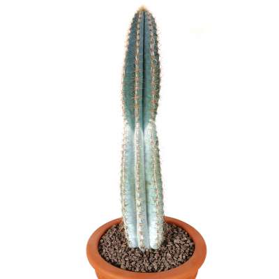Pilosocereus pachycladus - Giromagi