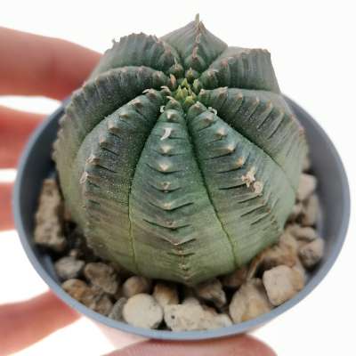Euphorbia infausta - Giromagi