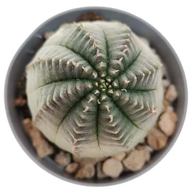 Euphorbia infausta - Giromagi