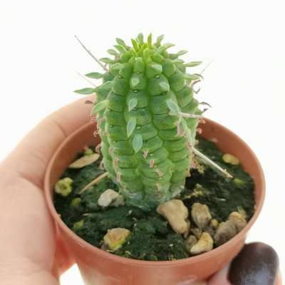 Euphorbia mammillaris - Giromagi