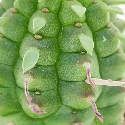 Euphorbia mammillaris - Giromagi