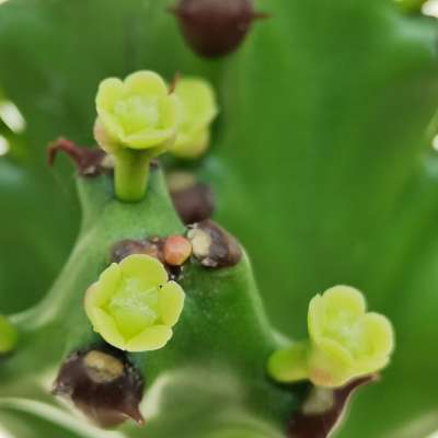 Euphorbia neriifolia - Giromagi