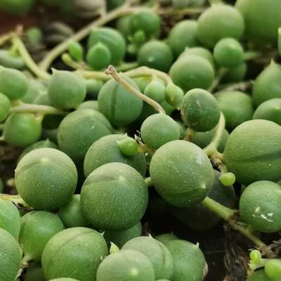 Senecio rowleyanus (Pianta del rosario) - Giromagi