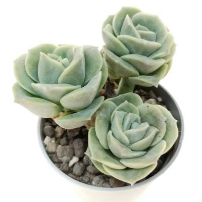 Echeveria 'Lovely Rose' - Giromagi
