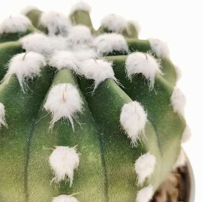 Echinopsis subdenudata cv. fuzzy navel - Giromagi