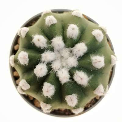 Echinopsis subdenudata cv. fuzzy navel - Giromagi