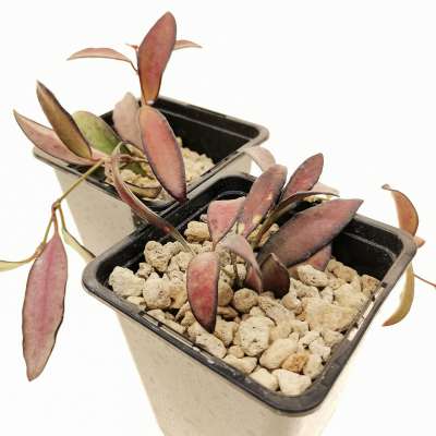 Hoya laxiflora - Giromagi