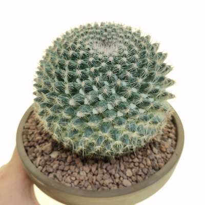 Mammillaria albata var. sanciro 17 cm. Cactaceae Giromagi