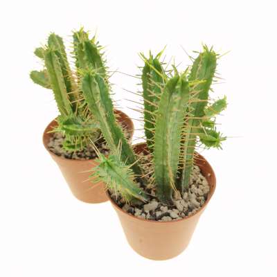Euphorbia pentagona - Giromagi