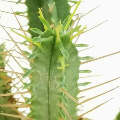 Euphorbia pentagona - Giromagi