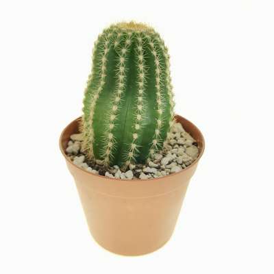 Trichocereus schickendantzii 7,5 cm. | Cactaceae - Giromagi vendita ...