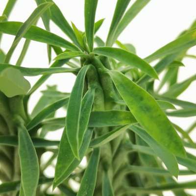 Euphorbia 'Macguffin' - Giromagi
