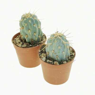 Opuntia miquelii - Giromagi
