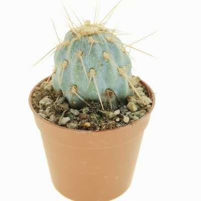 Opuntia miquelii - Giromagi