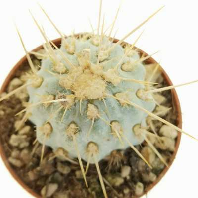 Opuntia miquelii - Giromagi