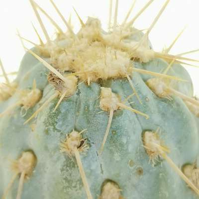 Opuntia miquelii - Giromagi