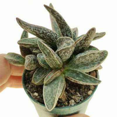 Adromischus marianae 'Clan William'