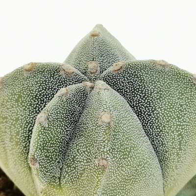 Astrophytum myriostigma cv. fukuryu (type A) quadricostatum f. variegata - Giromagi