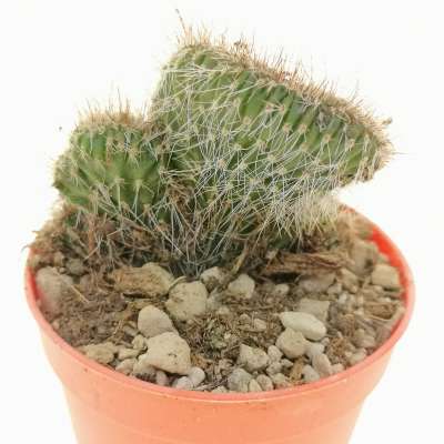 Nyctocereus serpentinus f. crestata - Giromagi