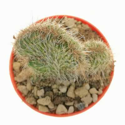 Nyctocereus serpentinus f. crestata - Giromagi