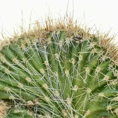 Nyctocereus serpentinus f. crestata - Giromagi