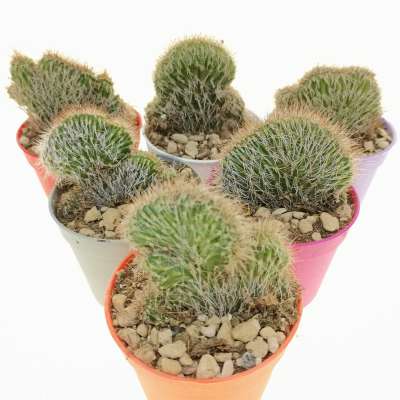 Nyctocereus serpentinus f. crestata - Giromagi