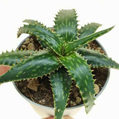 Aloe jucunda