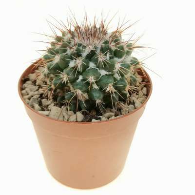 Mammillaria scrippsiana 7,5 cm. | Cactaceae - Giromagi vendita piante ...