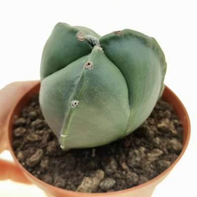 Astrophytum myriostigma var. tricostatum nudum